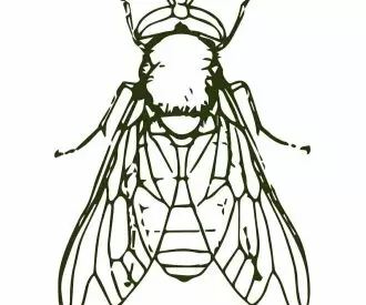 La Mosca - Sala Xica la Vicentina