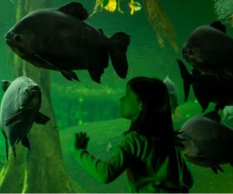 CCX Familia TLL Els peixos del Bosc 3 a 5 CAT