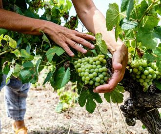 Vins, formatges i música. Experiències de tardor folk