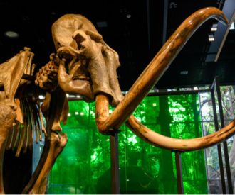 Grans caçadores mamuts