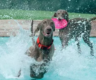 Perros al Agua