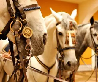 Fundación Real Escuela Andaluza del Arte Ecuestre