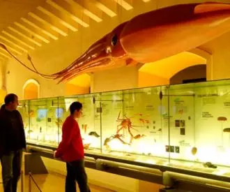 MUNA, Museo de Naturaleza y Arqueología