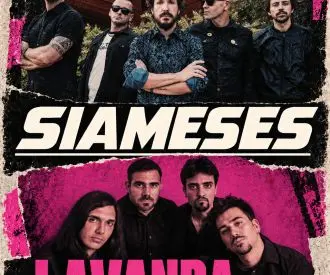 Siameses y Lavanda