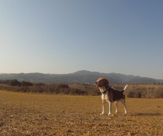 Escape room - Masia Rovelló 