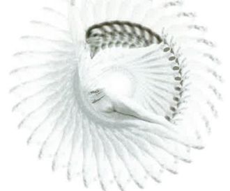 Gran gala estrellas de la danza