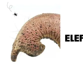 El Elefante - cía con Causa
