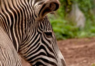 Cebra Grevy Cebra Grevy