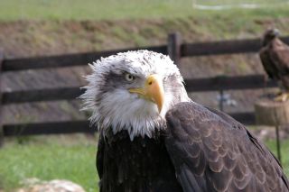 Águila calva americana Águila calva americana