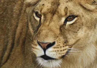 Carnívoros Cabárceno Carnívoros Cabárceno