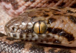 Selva Cabárceno Selva Cabárceno