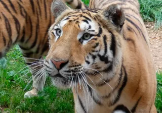 Asia Cabárceno Asia Cabárceno