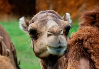 desierto cabárceno desierto cabárceno