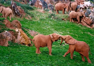 Elefante africano Elefante africano