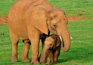 Mamíferos cabárceno Mamíferos cabárceno