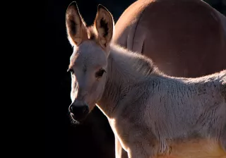 Asno somalí cabárceno Asno somalí cabárceno