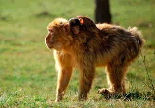 Europa Cabárceno Europa Cabárceno