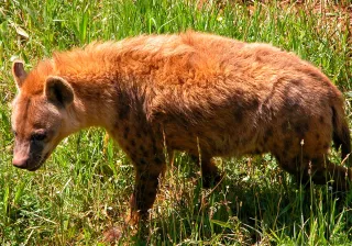 nocturnos cabárceno nocturnos cabárceno