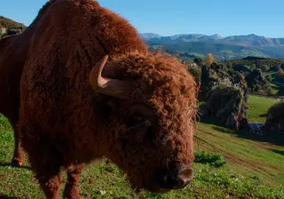 Bisonte Europeo Bisonte Europeo