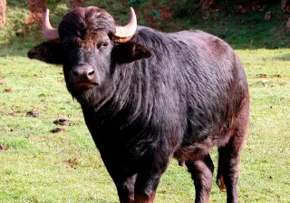 herbívoros cabárceno herbívoros cabárceno