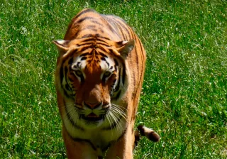 Tigre Cabárceno Tigre Cabárceno