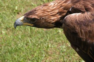 aves cabárceno aves cabárceno