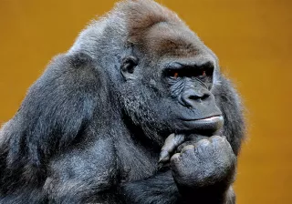 diurnos cabárceno diurnos cabárceno