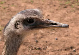 omnívoros cabárceno omnívoros cabárceno