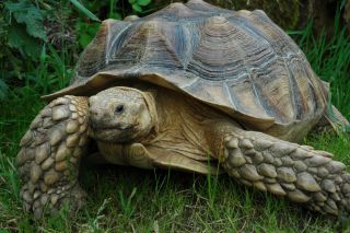 peligro extinción cabárceno peligro extinción cabárceno