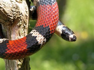 Reptiles cabárceno Reptiles cabárceno