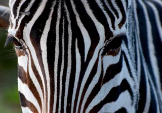 sabana cabárceno sabana cabárceno