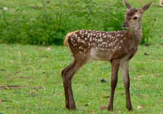 bosque cabárceno bosque cabárceno