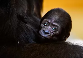 gorila cabárceno gorila cabárceno